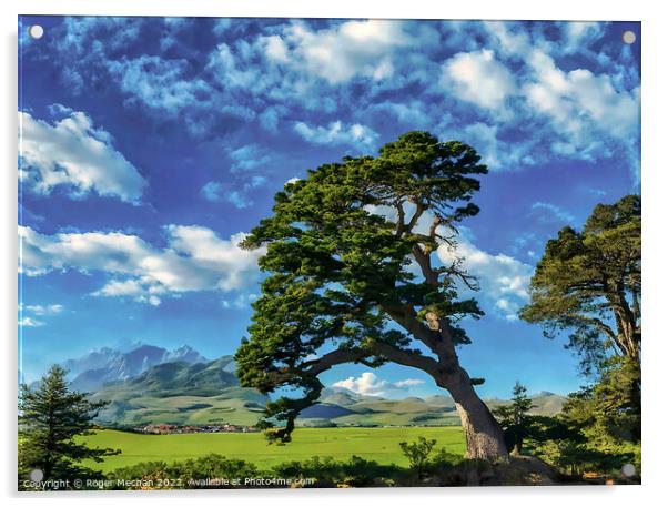 Windswept Pine on Isle of Man Acrylic by Roger Mechan