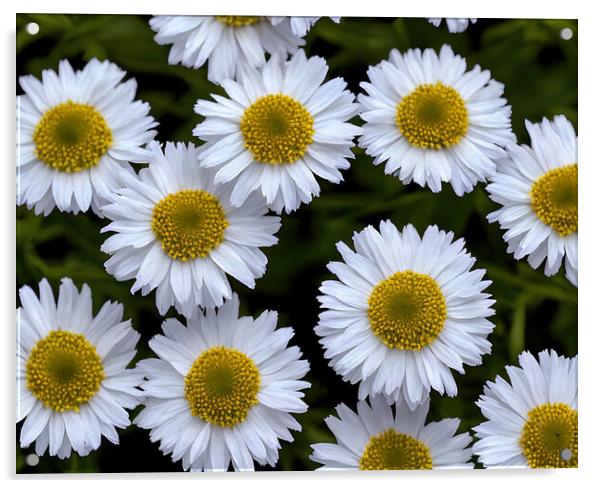 Sun-kissed Aster Blooms Acrylic by Roger Mechan