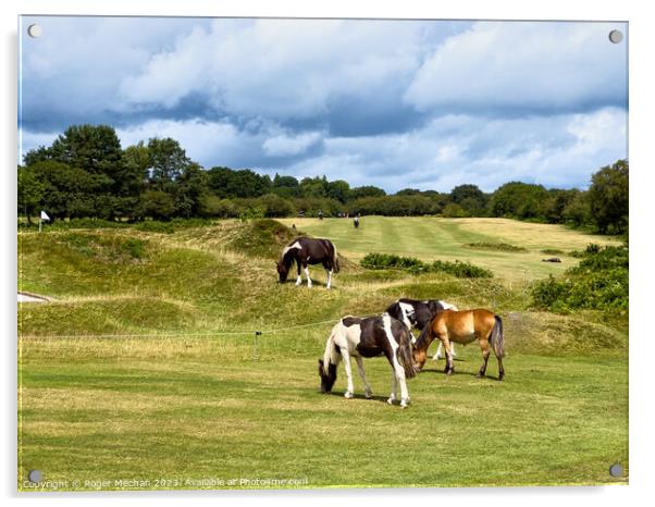 Dartmoor ponies on the golf course Acrylic by Roger Mechan