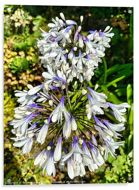 Agapanthus flower Acrylic by Roger Mechan