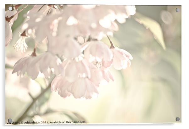 Sakura blossom Acrylic by Adelaide Lin