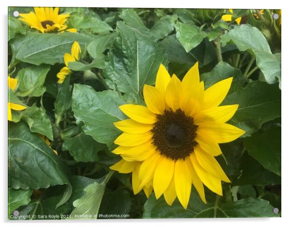 Sunflower Acrylic by Sara Royle