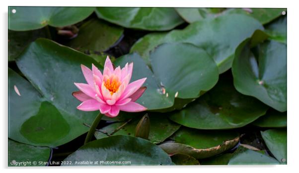 Pink lotus  Acrylic by Stan Lihai