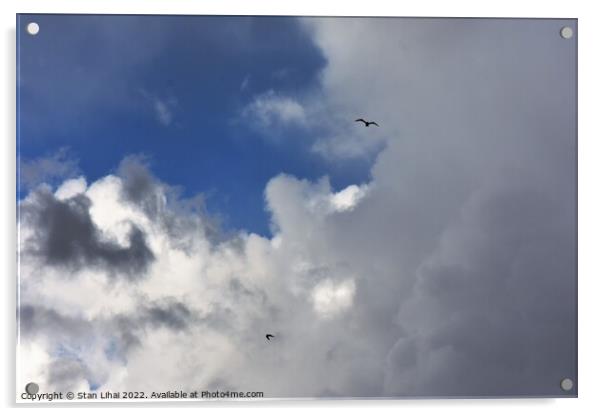 Seagulls in rainy sky Acrylic by Stan Lihai