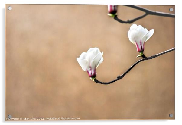 White magnolia flower bud Acrylic by Stan Lihai