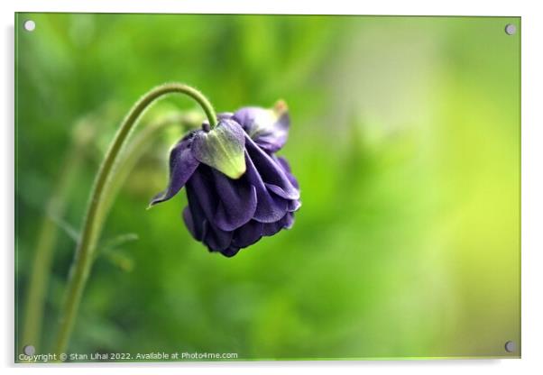 Purple flower Acrylic by Stan Lihai