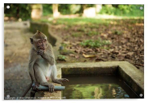 Monkeys in Ubud Bali Acrylic by Stan Lihai