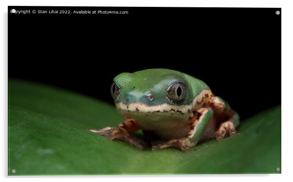 Frog on a leaf Acrylic by Stan Lihai