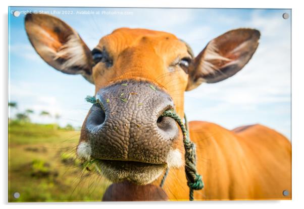Cute cow closeup Acrylic by Stan Lihai