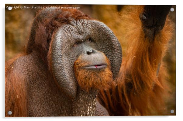 Endangered bornean orangutan  Acrylic by Stan Lihai