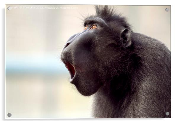 Closeup shot of a baboon  Acrylic by Stan Lihai