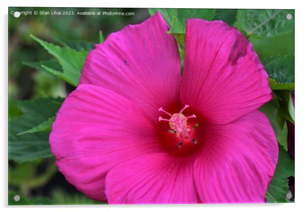 Pink mallow flower Acrylic by Stan Lihai