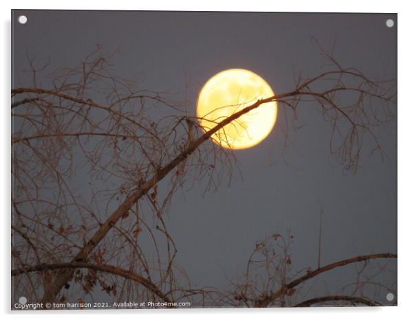 moon in a tree Acrylic by tom harrison