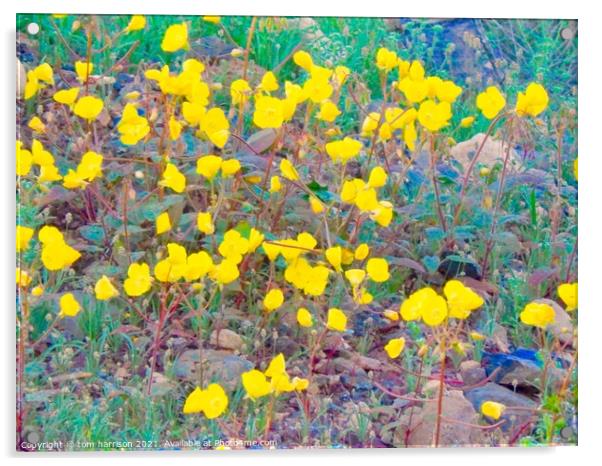 Spring time in the desert Acrylic by tom harrison