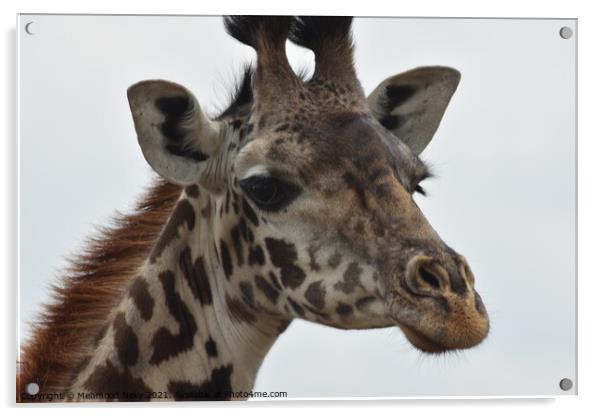Masai Giraffe Kenya Acrylic by Mehmood Neky