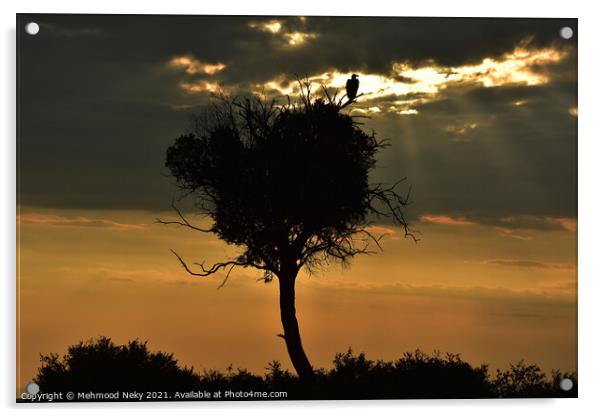 Vulture at dusk Acrylic by Mehmood Neky