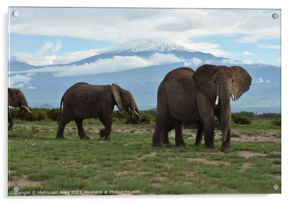 Elephants at Amboseli with snow capped Kilimanjaro  Acrylic by Mehmood Neky