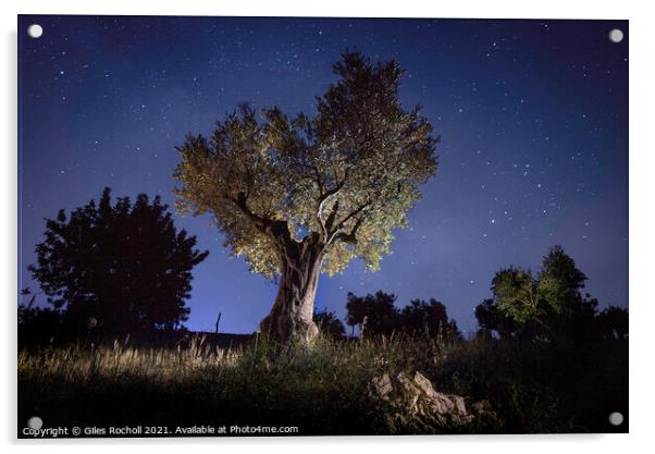 Olive tree at night Acrylic by Giles Rocholl