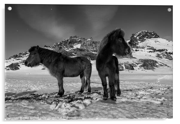 Iceland horses in snow Acrylic by Giles Rocholl