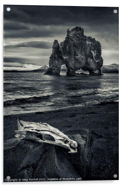 Skull and sea stack Hvítserkur Iceland Acrylic by Giles Rocholl