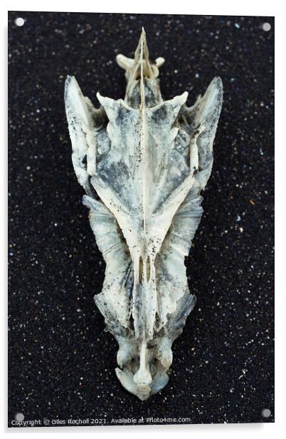Cod skull Hvítserkur Iceland Acrylic by Giles Rocholl