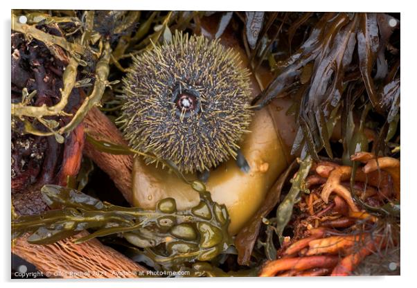 Seaweed and urchin Iceland Acrylic by Giles Rocholl