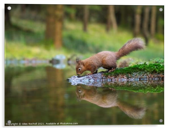 Red squirrel Yorkshire Acrylic by Giles Rocholl