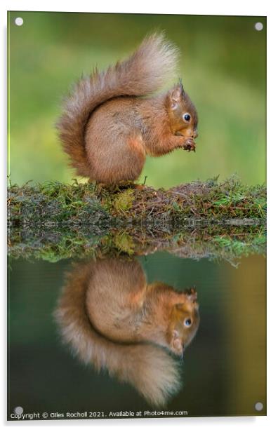 Red squirrel Yorkshire Acrylic by Giles Rocholl