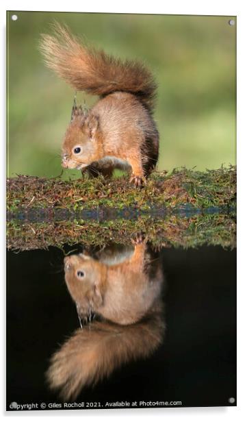 Red squirrel Yorkshire Acrylic by Giles Rocholl