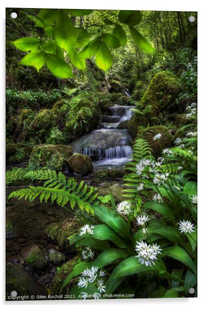 Wild garlic and waterfall Yorkshire Acrylic by Giles Rocholl