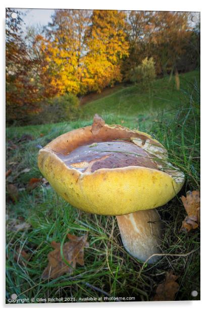 Fungus fungi Boletus Yorkshire Acrylic by Giles Rocholl