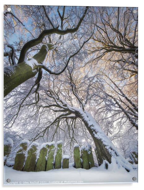 Snow covered trees Yorkshire Acrylic by Giles Rocholl