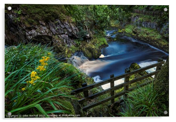 Ingleton waterfalls Yorkshire Acrylic by Giles Rocholl