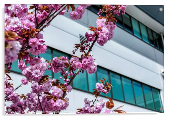 Pink blossom and modern building art Acrylic by Giles Rocholl