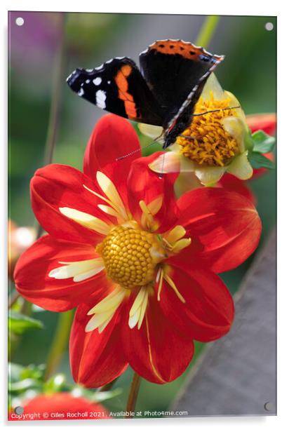 Red and Yellow Dahlia Flower and butterfly Acrylic by Giles Rocholl