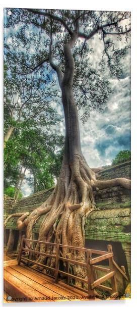 Ta Prohm Temple, Angkor Wat, Cambodia Acrylic by Arnaud Jacobs