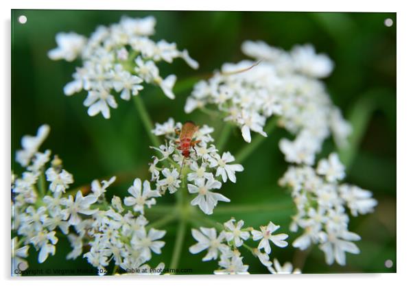Red soldier beetle on Cow parsley Acrylic by Virginie Mellot