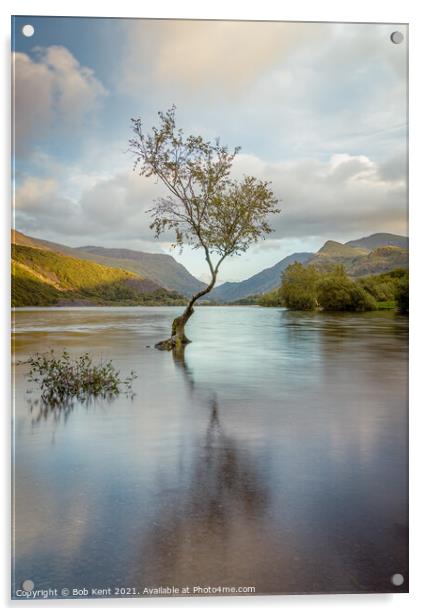 The Lone Tree Llanberis Sunset Acrylic by Bob Kent