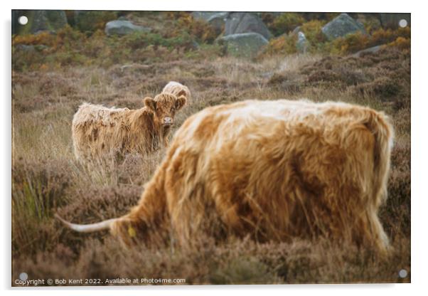 Baslow Edge Highland Cattle Acrylic by Bob Kent