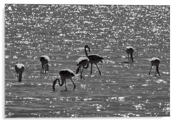 Flamingos under the light Acrylic by Dimitrios Paterakis