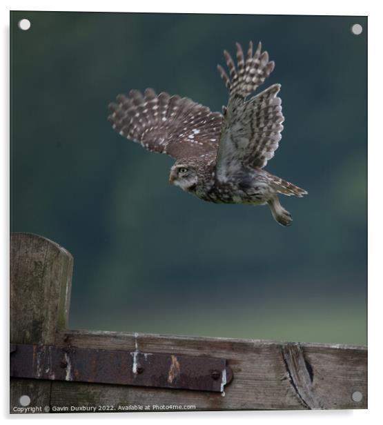 Others Little Owl In Flight Acrylic by Gavin Duxbury
