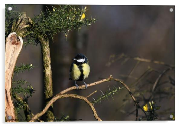 Great Tit on a branch Acrylic by Cheryl King