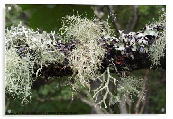 Lichen Acrylic by Marie Cooke