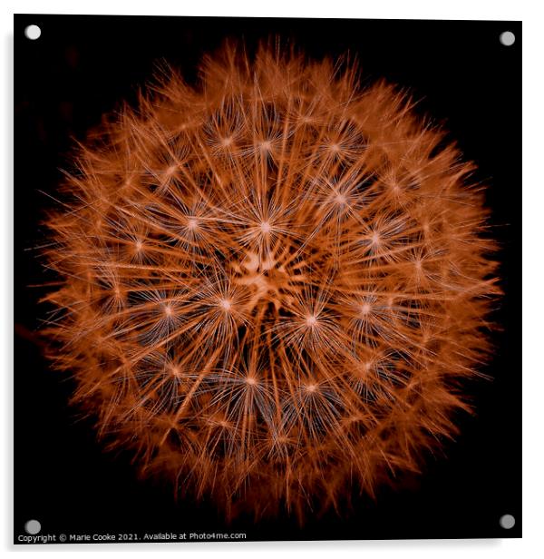 Orange dandelion Acrylic by Marie Cooke