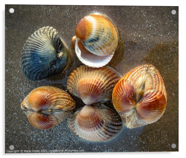 Reflected shells Acrylic by Marie Cooke