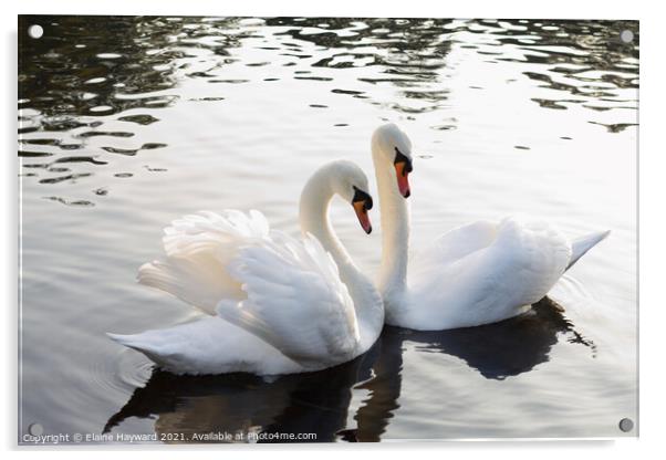 A pair of mute swans Acrylic by Elaine Hayward