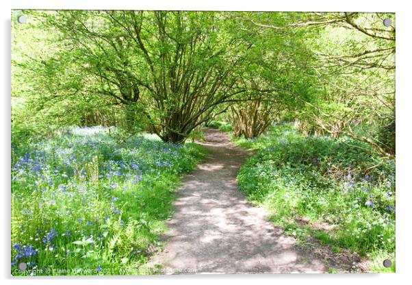 West Bergholt woodland walk through the bluebells Acrylic by Elaine Hayward