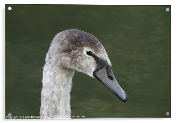 Mute swan cygnet Acrylic by Elaine Hayward