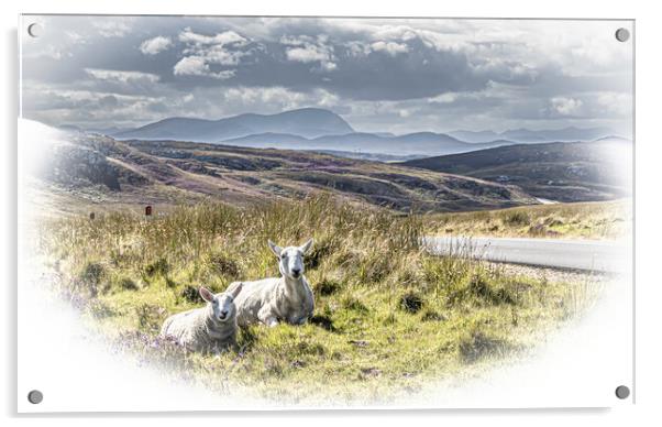 Roadside Sheep. Acrylic by John Godfrey Photography