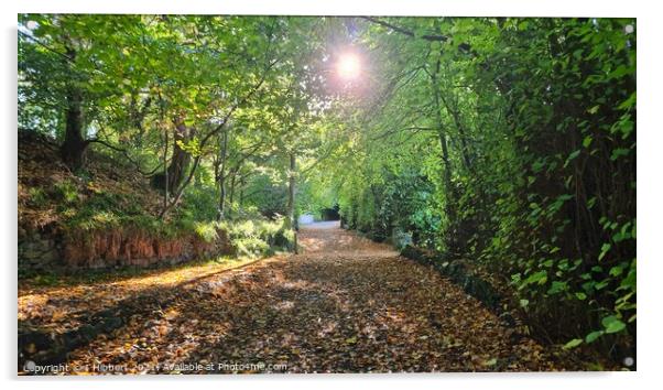 Woodland path Acrylic by I Hibbert